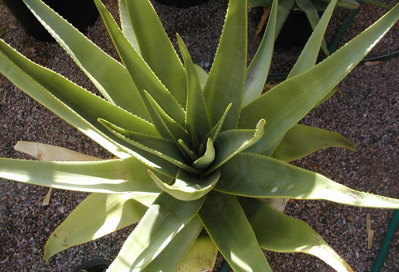 Aloe macroclada