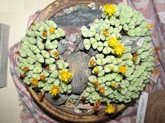 Conophytum bilobum