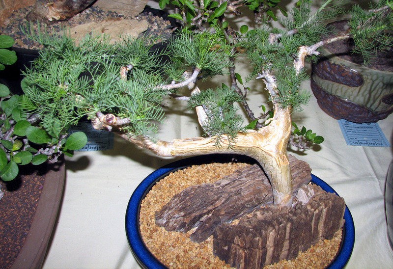 Commiphora kraeuseliana