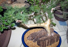 Commiphora kraeuseliana