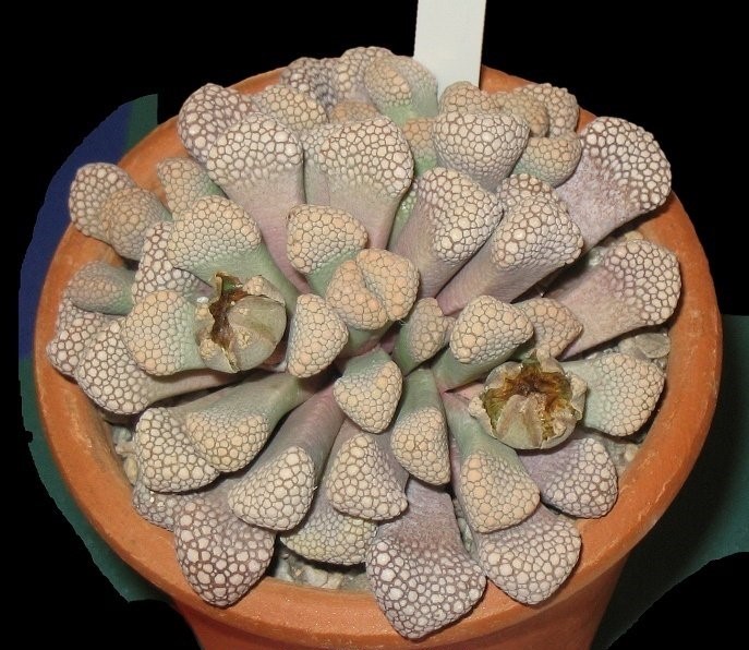 Titanopsis primosii