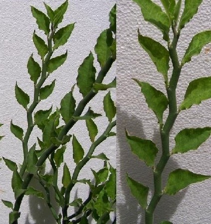 Euphorbia tithymaloides