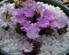 Conophytum praesectum