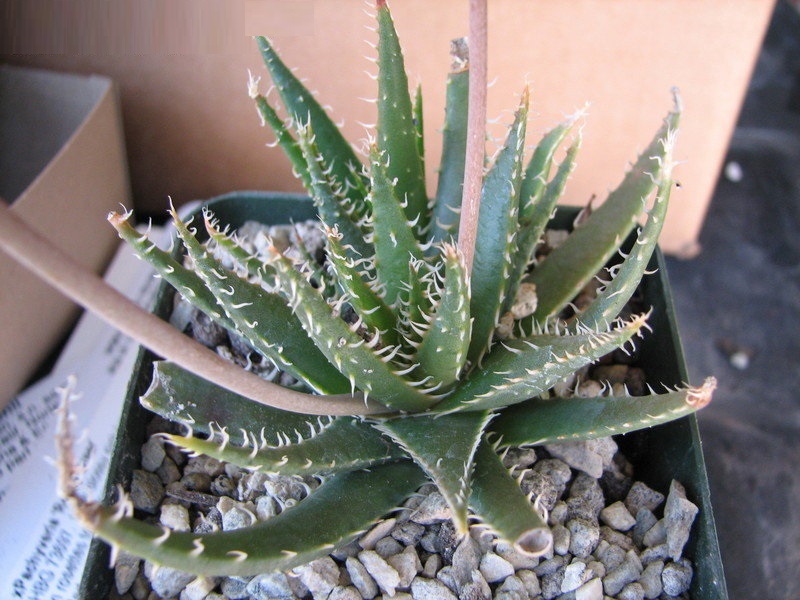 Aloe 1