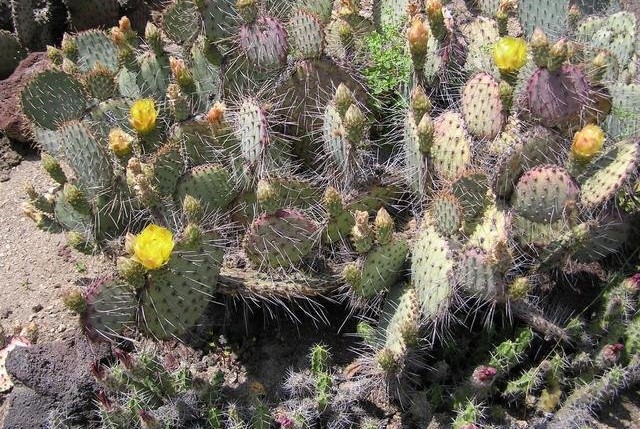 Opuntia gosseliniana var. duraznilla