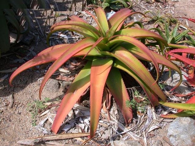 Aloe tauri