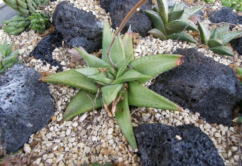 Haworthiopsis limifolia var. ubomboensis