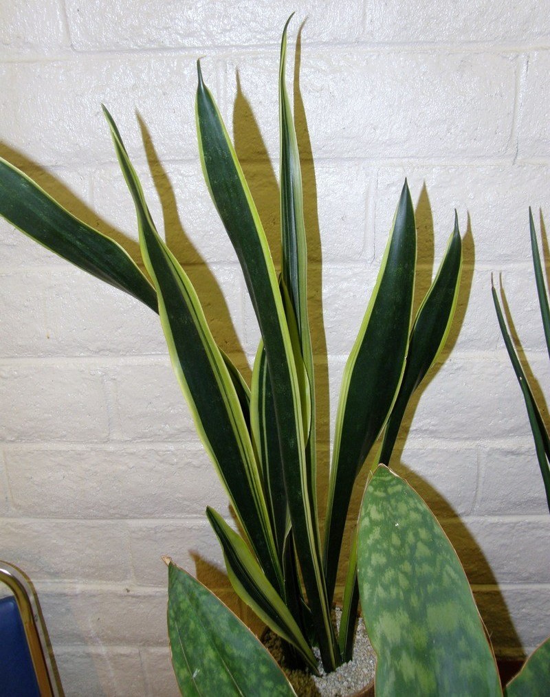 Sansevieria trifasciata 2