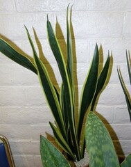 Sansevieria trifasciata 2