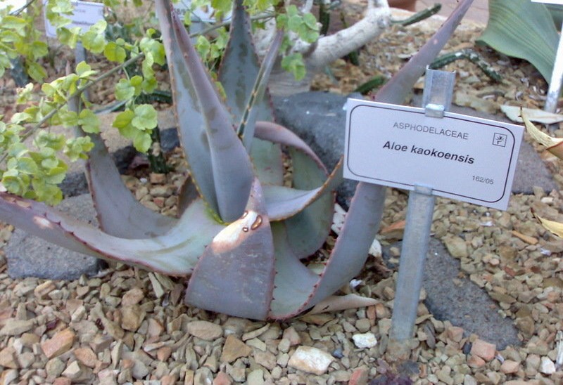 Aloe kaokoensis