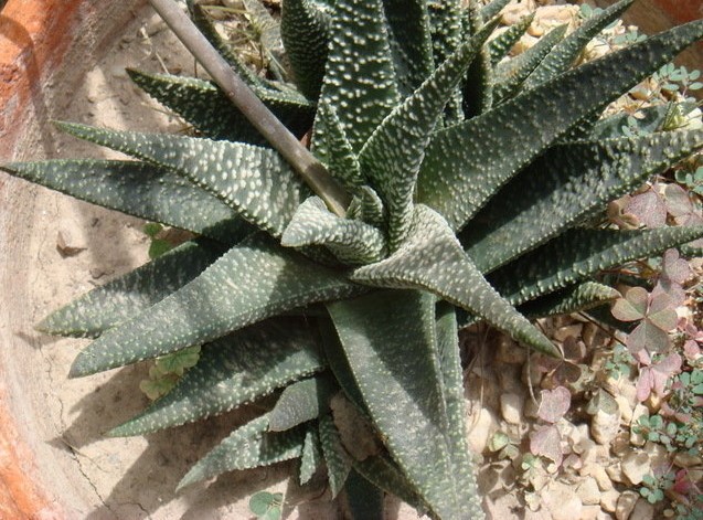 X Gasterhaworthia