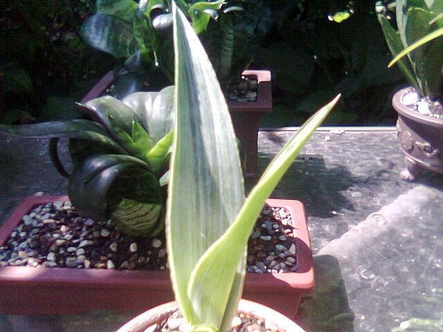 Sansevieria