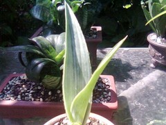 Sansevieria