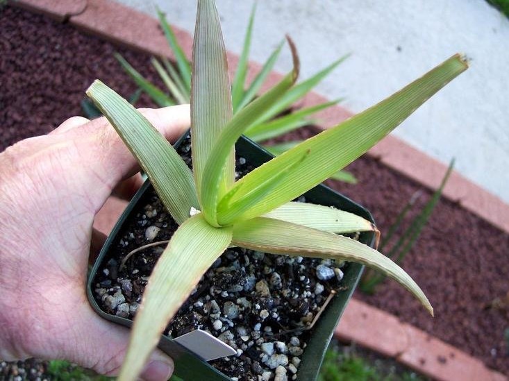Aloe deltoideodonta var. fallax