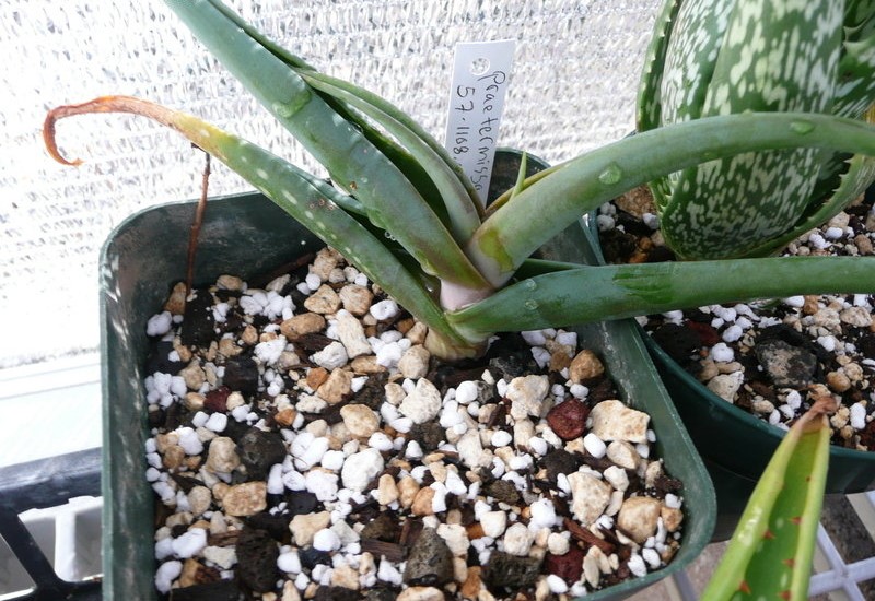 Aloe praetermissa