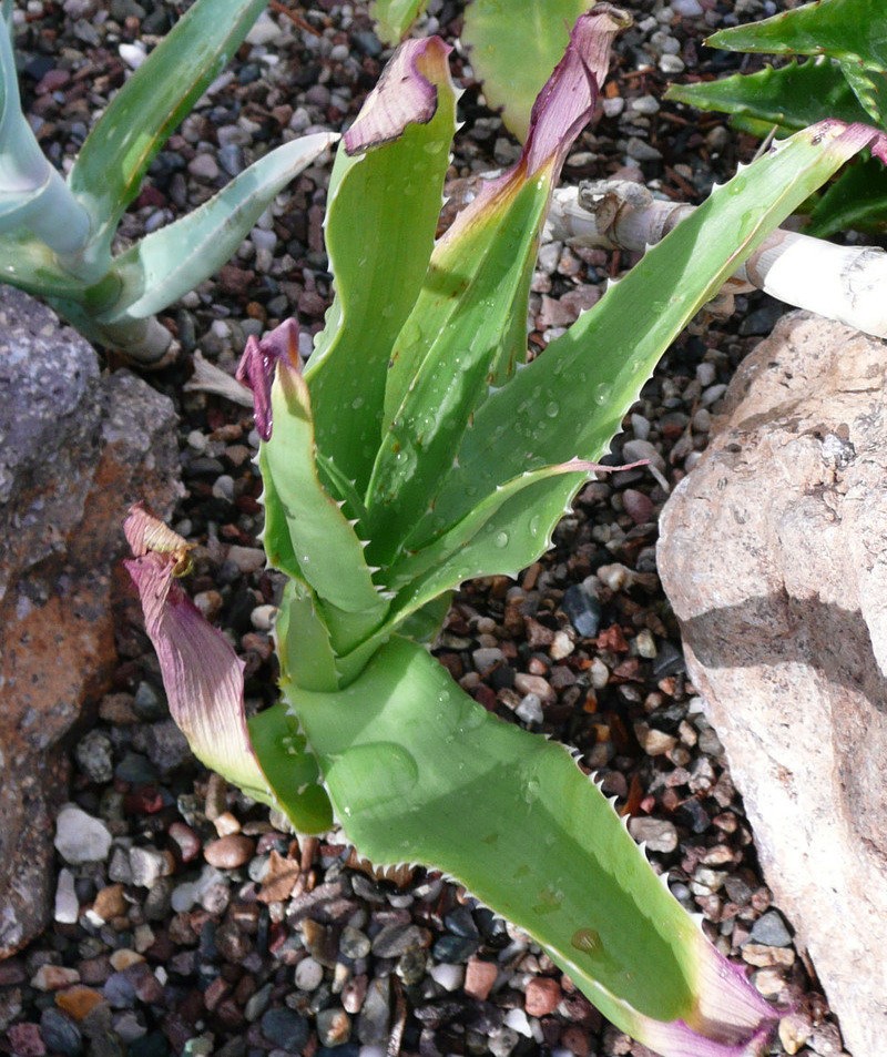 Aloe eximia