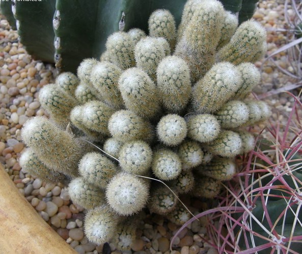 Mammillaria elongata f. monstrose