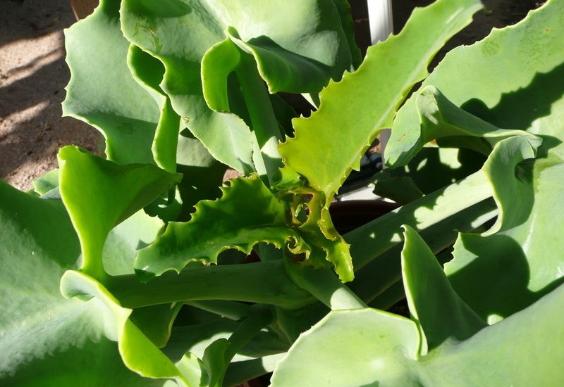 Kalanchoe beharensis