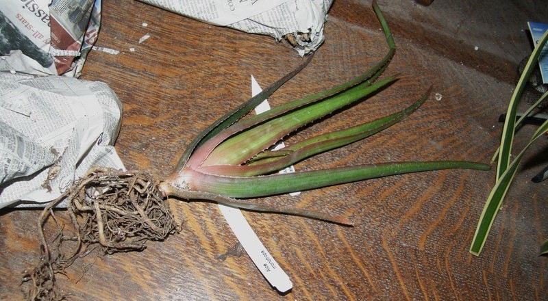 Aloe alexandrei