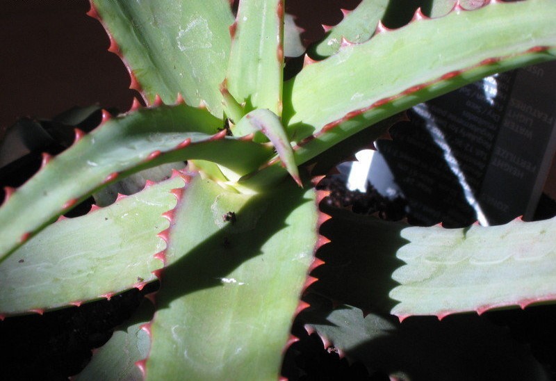 Aloe 4