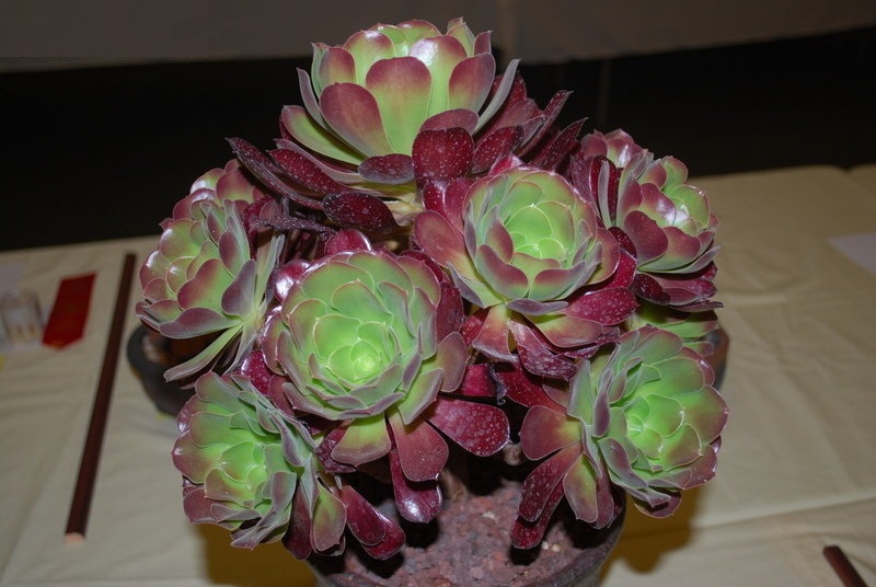 Aeonium