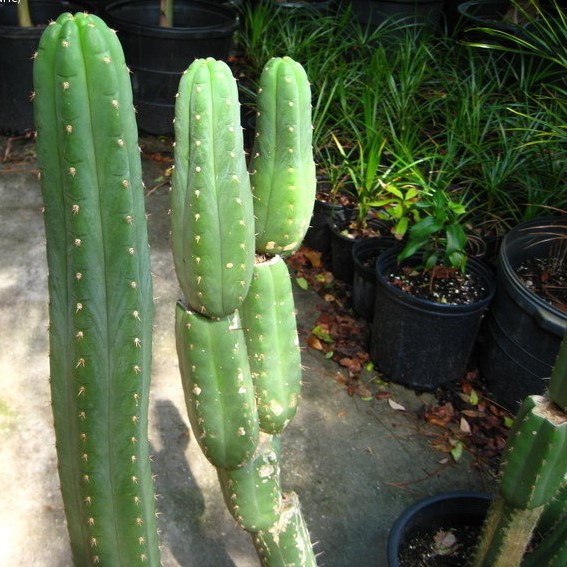 Echinopsis peruviana var. truxillensis