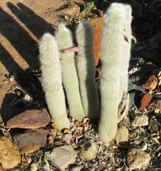 Cleistocactus nivosus