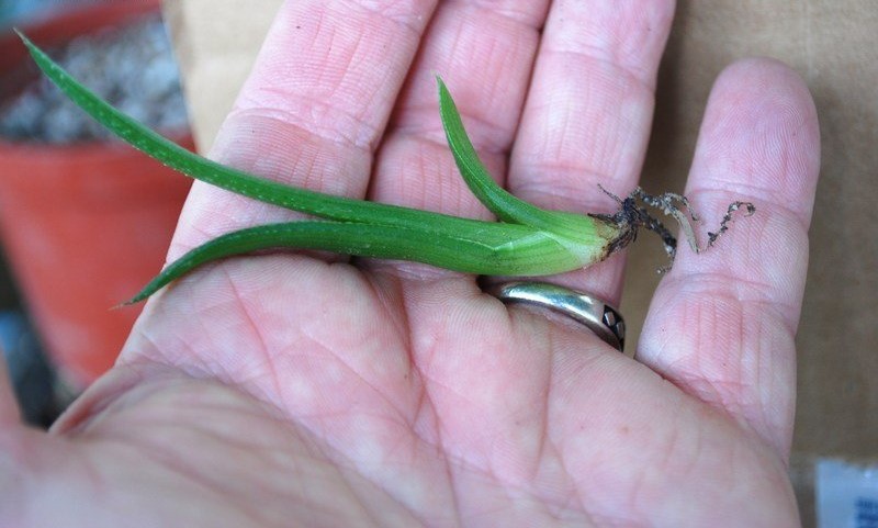 Aloe thorncroftii