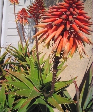 Aloe x delaetii