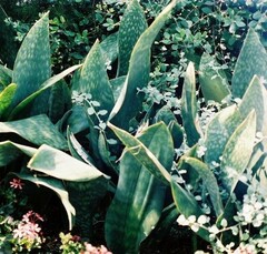 Sansevieria hyacinthoides