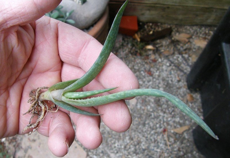 Aloe lavranosii