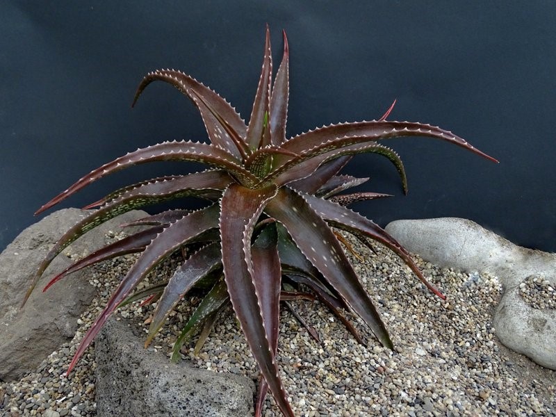 Aloe leptosiphon