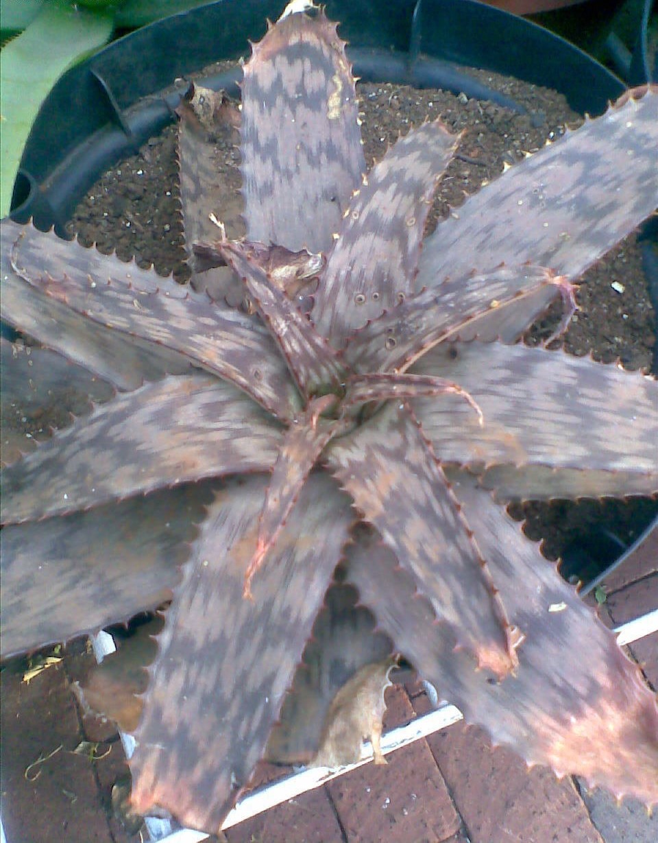 Aloe lettyae