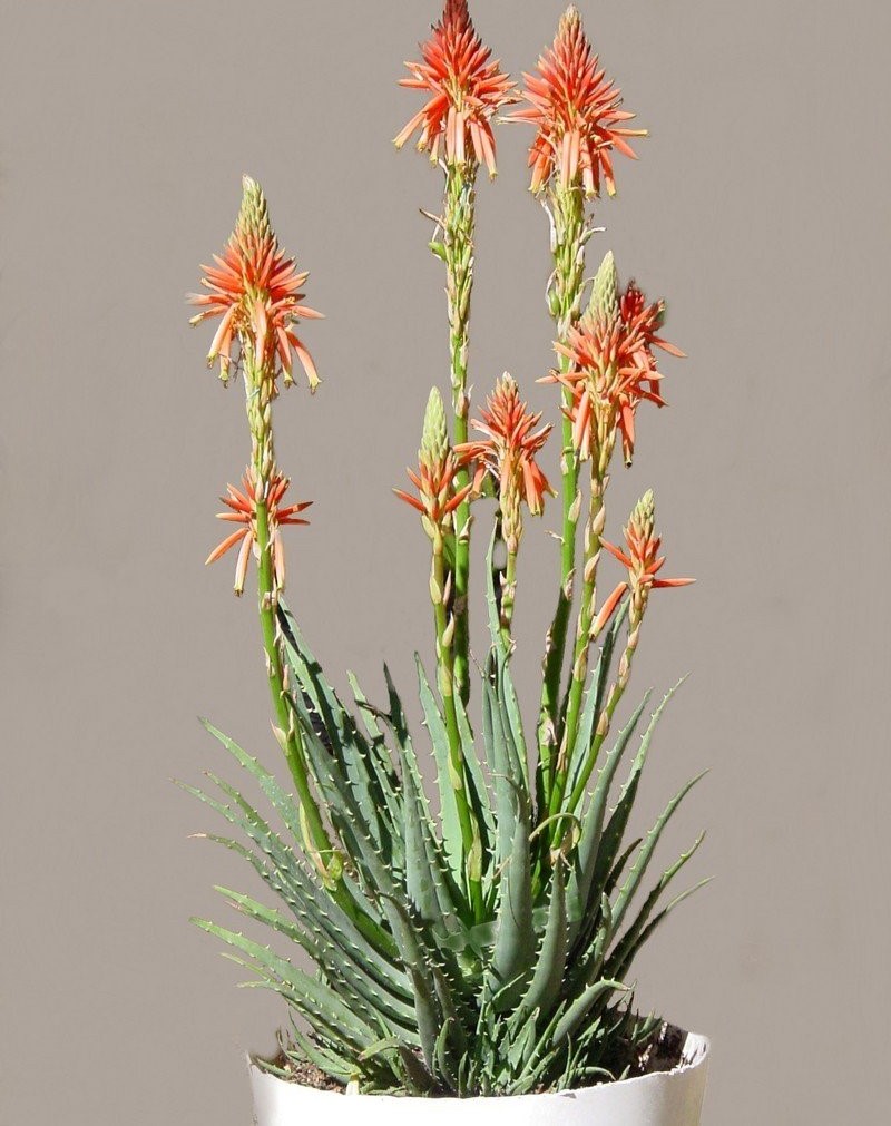 Aloe humilis