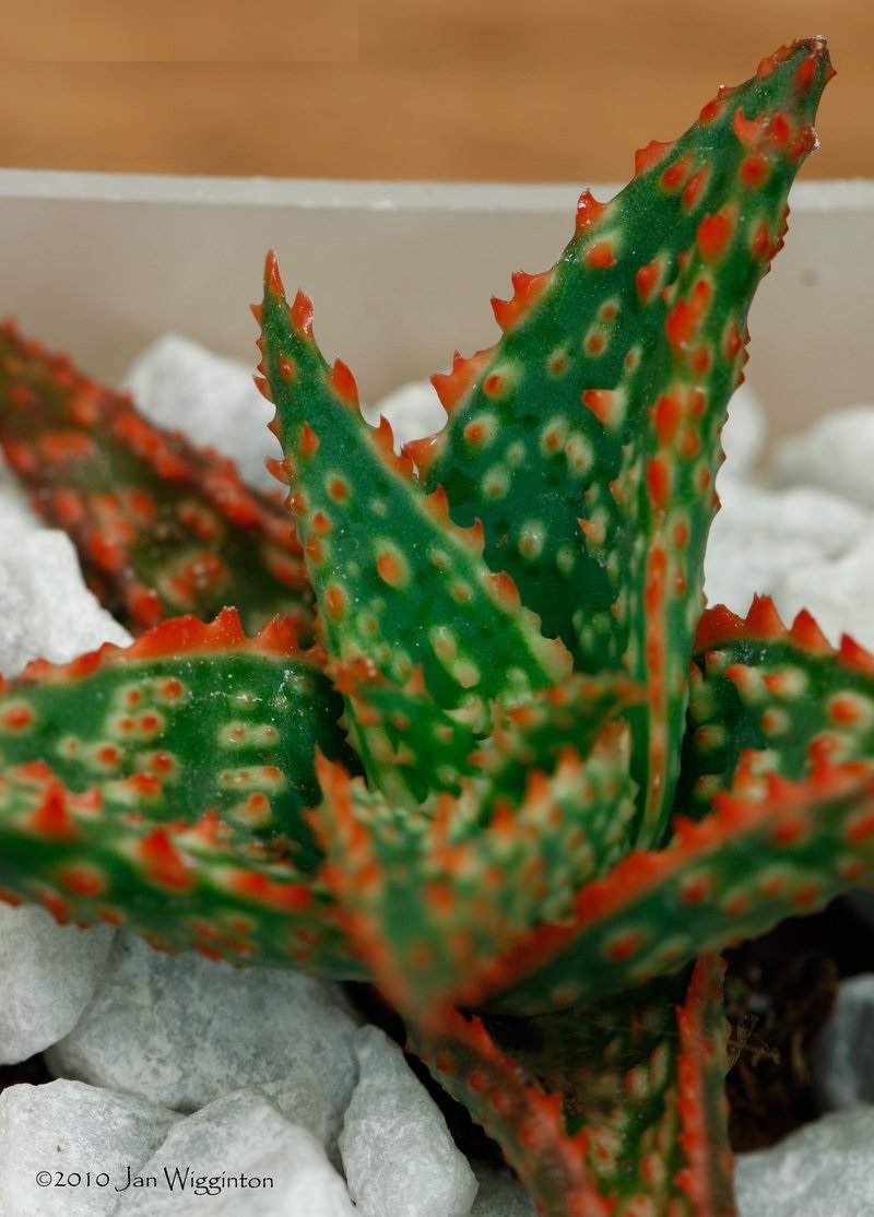 Aloe 3