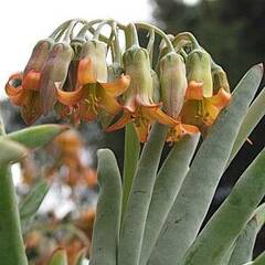 Cotyledon orbiculata var. oblonga