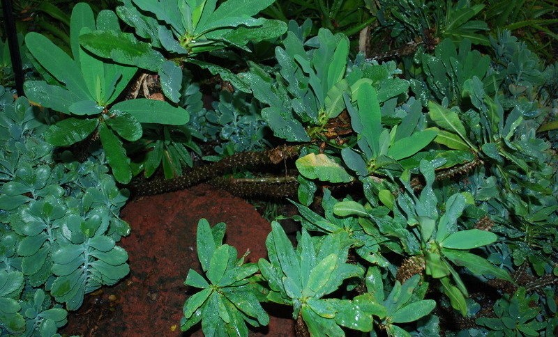 Euphorbia milii var. hislopii