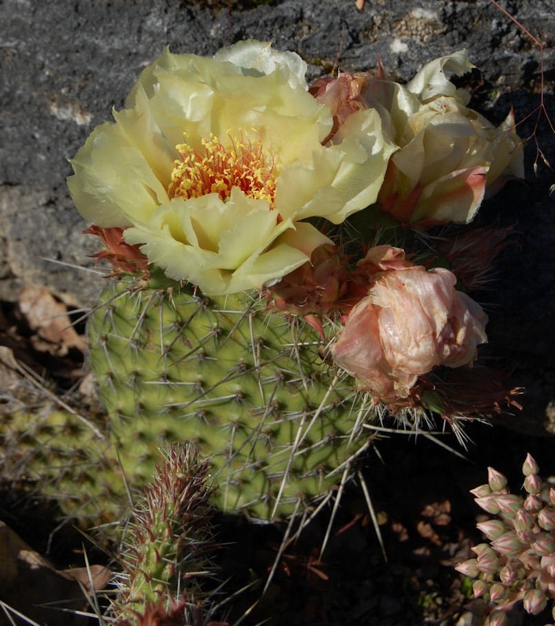 Opuntia polyacantha 2