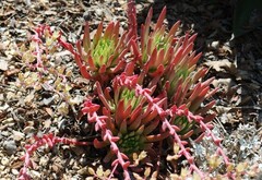 Dudleya semiteres