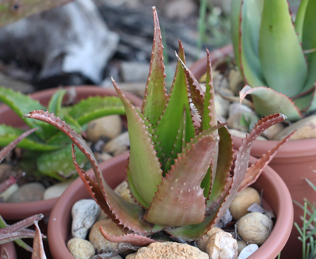 Aloe butiabana