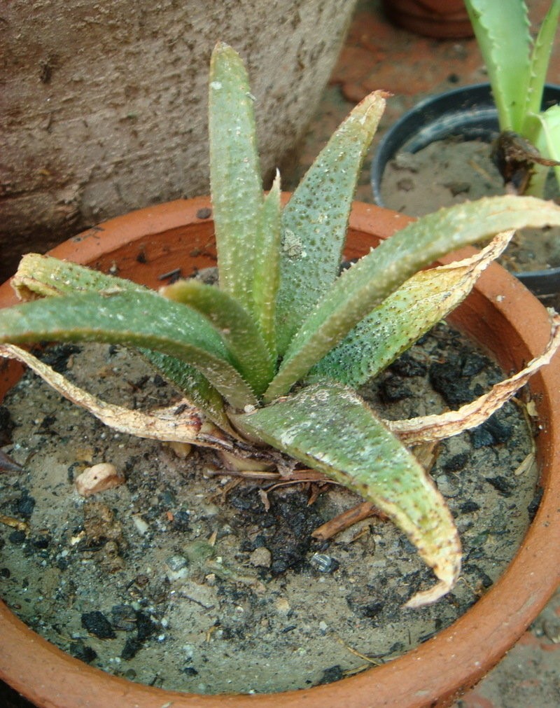 X Gasteraloe 2