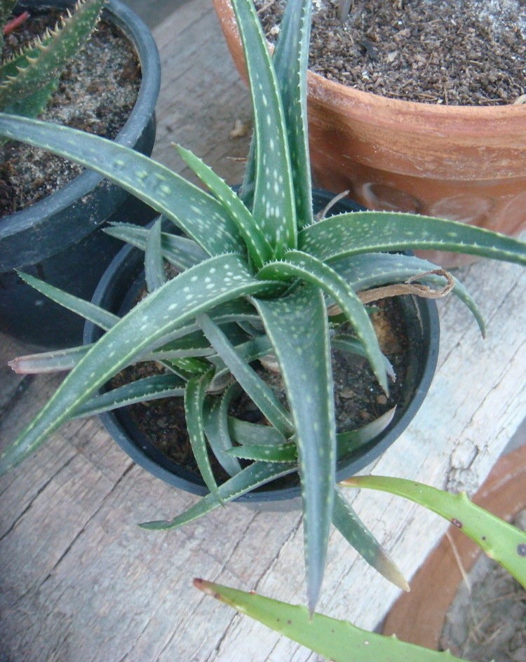Aloe 5