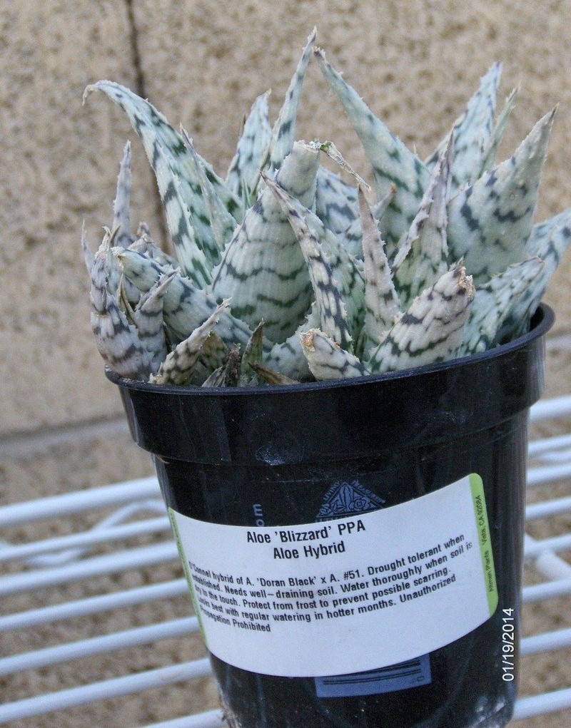 Aloe 2