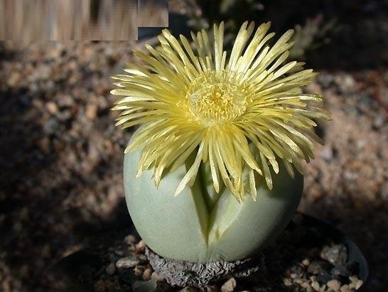 Argyroderma pearsonii