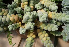 Crassula plegmatoides