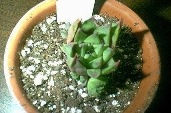 Haworthia marumiana var. reddii
