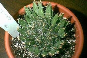 Haworthia decipiens