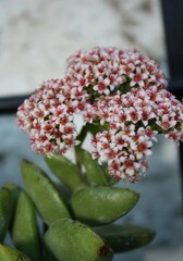 Crassula 2