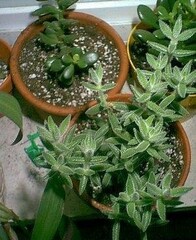 Crassula mesembryanthemoides