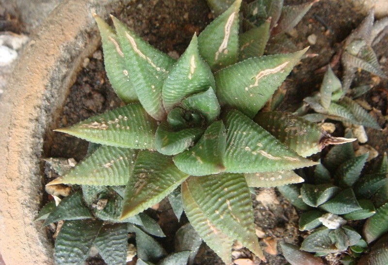 Haworthiopsis limifolia var. gigantea